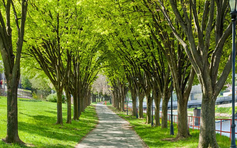 Tunnel of Trees Harbor Springs to Cross Village