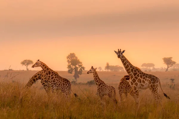 Wildlife Encounters In Uganda